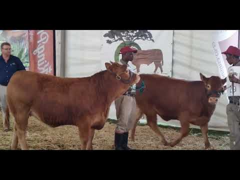 Limousin National Championship 2022: Intermediate Champion Heifer at Bloemshow 2022