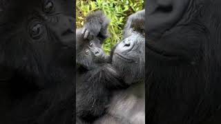 Download Lagu The Chimp Who Stole a Baby for Love #animals #Friendship #Us MP3