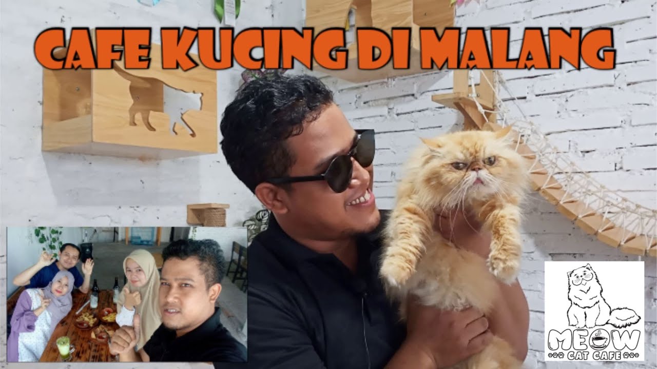 Video kunjungan Meow Cat Cafe Malang