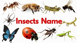 Insects Name | Learn 25 Insects Names for Kids  in English | Names of insects | bugs Name  #insects 