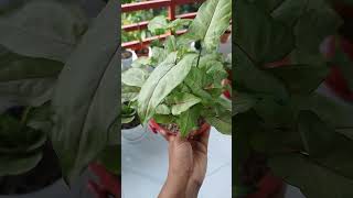 #shortsvedios #nature #plants