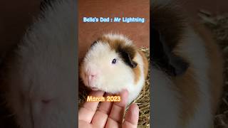 Very nice #shorts #fyp #fluffy #guineapig #influencer #discoverunder10k #throwback #mypet #youtube