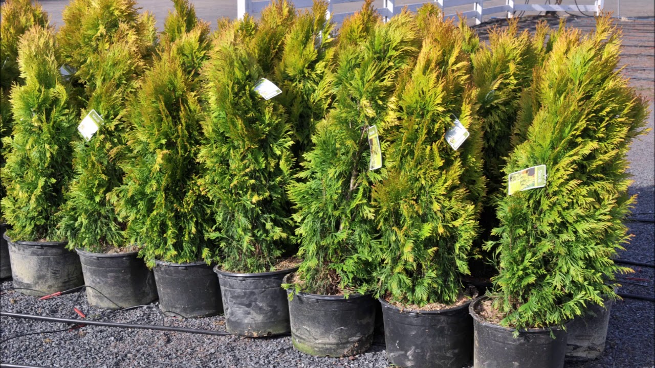 Our   Forever Goldy Arborvitae Thuja plicata '4EVER' PP19267 compact privacy trees  ,      Grown