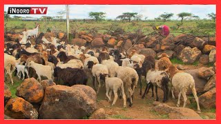 Ndereti ya ũrĩithia wa mbũri cia nyama na mũrĩmi wa mahiũ Thashawa Leshalote #MũgambowaMũrĩmi Part 1