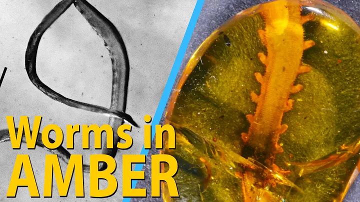 Prehistoric Worms Frozen in Amber
