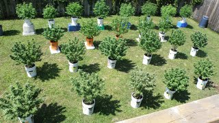 Flowering Cannabis Plants Early | Ontario Canada 🍁 2020