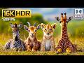 Cute Baby Animals in 16K HDR at 120fps with Dolby Vision and Relaxing Music