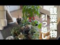 [引っ越し準備] 大切に育ててきた観葉植物たち。日本には持っていけないので、引き取ってくれる方を探していた所。友達が引き取ってくれる事になりました。