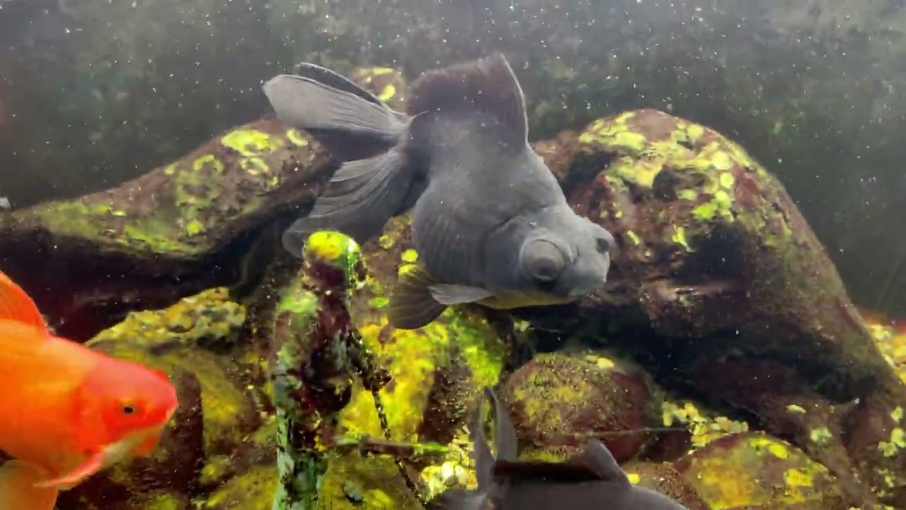 Изысканный корм для золотых рыбок был отклонен.