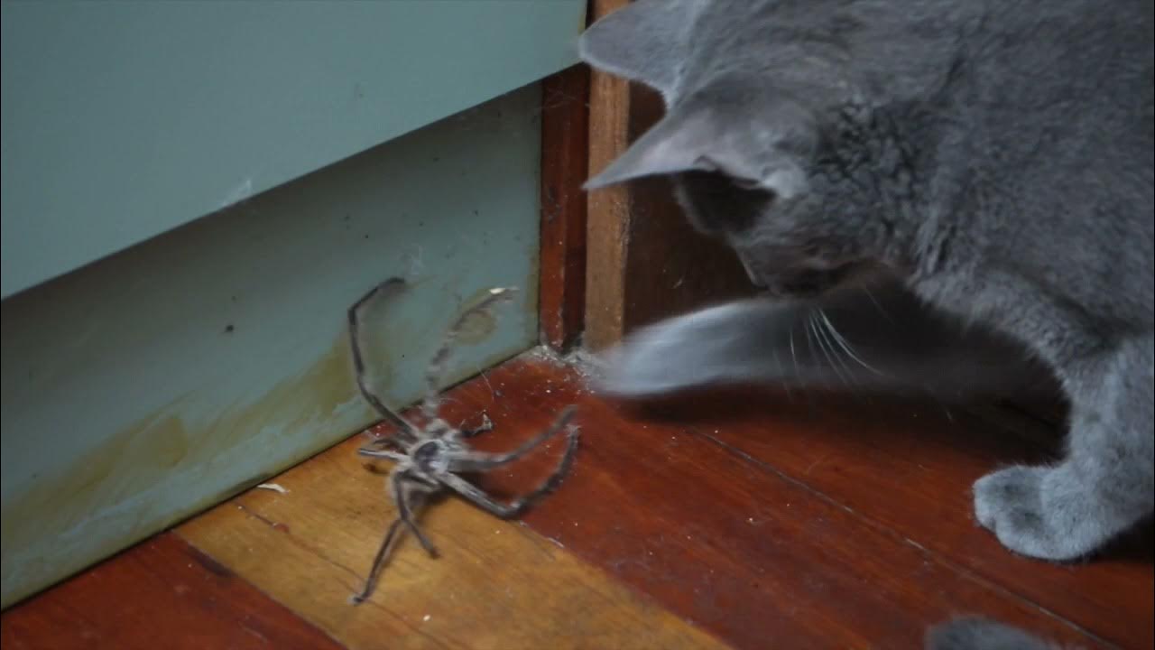 Kitty Vs Huntsman Spider! - Youtube