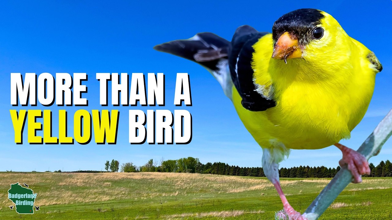 5 Things You Didn't Know About American Goldfinches!