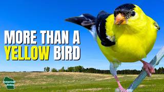 5 Things You Didn't Know About American Goldfinches!