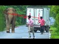 A wild elephant chasing a chocolate lorient driver and assistant