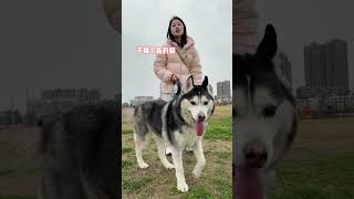 遛四川哈士奇，狗子状态就和ip一样的神奇 #哈士奇 #狗子的迷惑行为 #萌宠推荐官 #萌宠出道计划 #遛狗