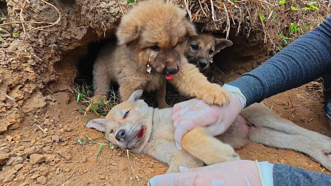 ⁣It was unbelievable to see a puppy crying and begging to save its brother who was dying of hunger.