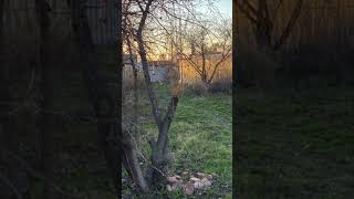 Старый новый дом, серия 2, сносим старый сарай