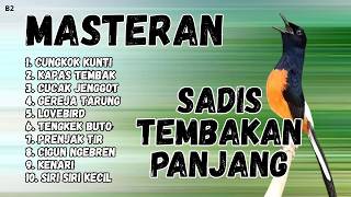 🔴 GACOR SADIS MENTAL KUAT MASTERAN MURAI BATU GACOR