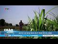 Ấn Độ lo ngại mưa suy giảm do El Nino | VTVWDB