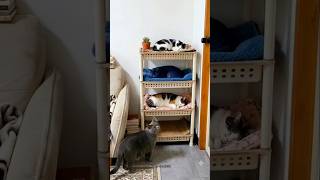 E keya kiya cat🤣 #funny #cat #trending