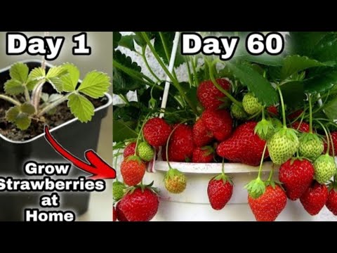 अपने घर में Strawberries कैसे लगाएं !How to grow strawberry at home ...