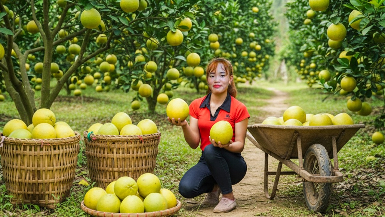 Harvesting Garden Grapefruit to Market | Harvest & Preserve Bamboo Shoots
