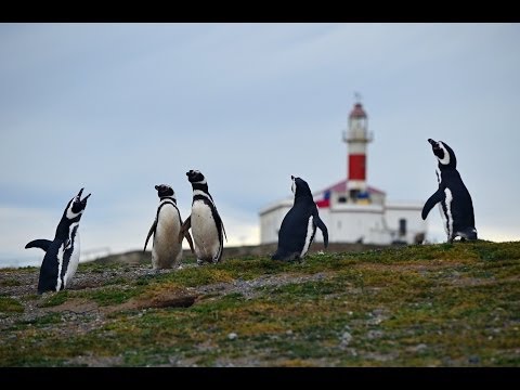 Video: Jeden Z Největších Falklandských Ostrovů A Jeho Kolonie Tučňáků Je Na Prodej