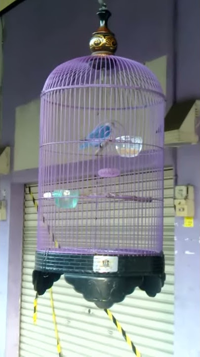 BULDOZER (YAN'Z PJM )