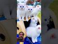 Handsome White Cats And Blue Eyes Cutewhitecat Cute Kitten Cutecat Cat Blueeyes Catvideos 