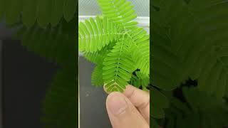 తకగన మడచకన మకక రహసయమ Why Mimosa Pudica Shrinks When Touched
