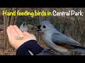 Feeding Birds in Central Park