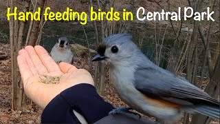 Feeding Birds in Central Park