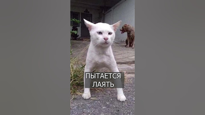 Кот думает, что он ПИТБУЛЬ