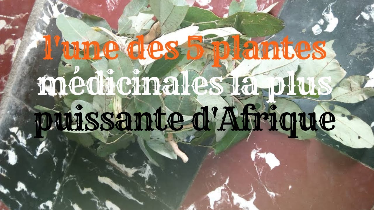 l'une des 5 plantes médicinales la plus puissante d'Afrique par Oustaz — free download