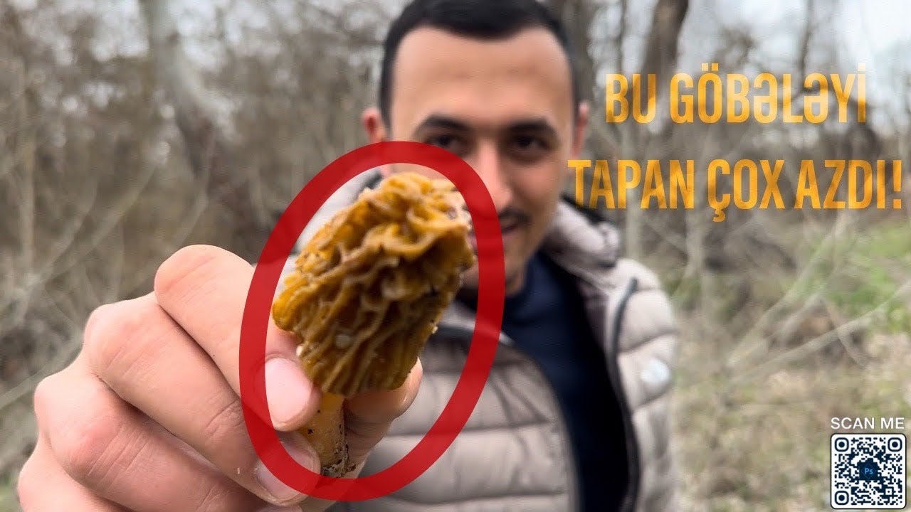 Bu Göbələyi Tapmaq Çətindir! | Şabran Macərası