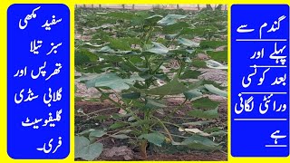 Cotton 7 Star White Queen 5G Cyto Pink Free Ing Free Cotton Farming...