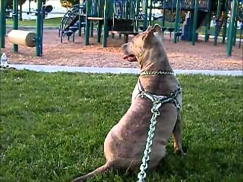 bully max puppy food evo food recipes food bully max puppy food evo food recipes food