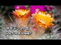 JP - サボテンの花 ( Cactus Flower ) - ( Bb 🎷 )