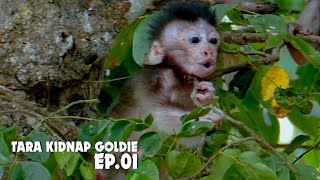 Episode 01 - Terror monkey Tara kidnap Goldie: Baby monkey Goldie cry loudest call mum help