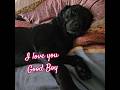 I Love You Good Boy Lazy Black Lab Laying on Bed Precious Moments Love Dogs