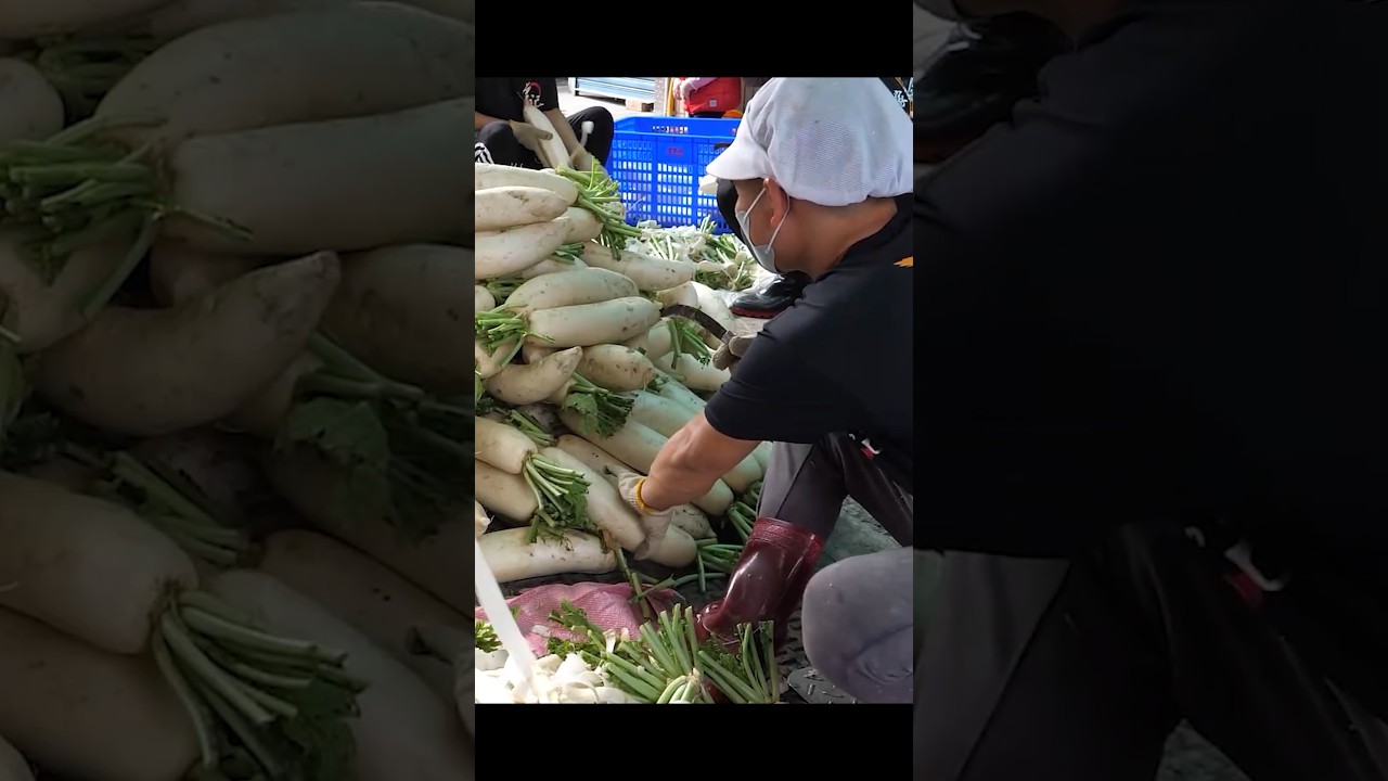 Why Are So Many Radishes Shredded? Chinese Radish Cake Making in Taiwan 縮圖