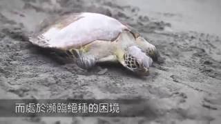 《蘋果》追查 海龜慘死 塑袋填滿胃 --蘋果日報20160604