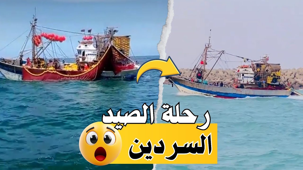 رحلة السردين من الإبحار حتى الفريغ.. لحظات مثيرة من قلب البحر