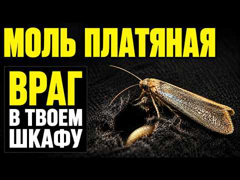 МОЛЬ ПЛАТЯНАЯ: Это Существо НЕВОЗМОЖНО ОСТАНОВИТЬ нафталином. 30 фактов о Бабочке в вашем шкафу...