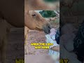One day, a young woman noticed her horse acting strangely   #trend #animals #facts #monkey