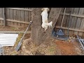 Charlie Dog Climbing A Tree