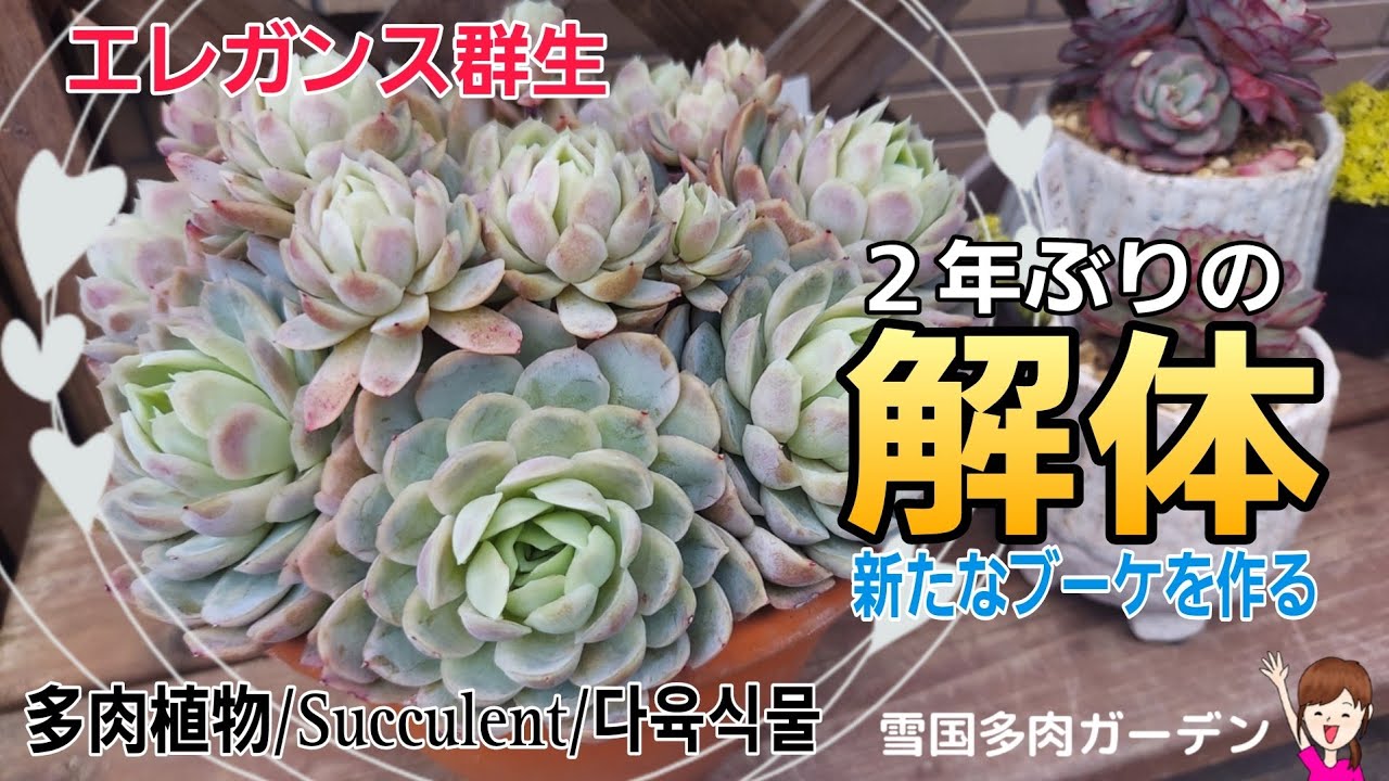エレガンス群生を解体して新たなブーケを作ります。#多肉植物 