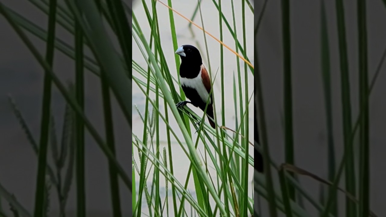 Tricoloured Munia  (Lonchura malacca) || Black-Hooded Munia 