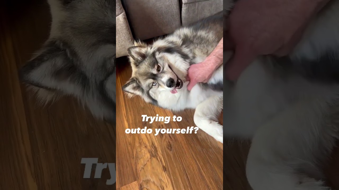 Floofy Pomsky is in Absolute Heaven 😍!