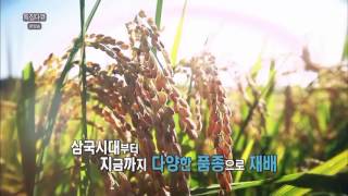 쌀눈쌀의 비밀 효능 mbn 리얼다큐 미소정미소
