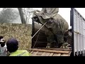 finally the animal was caught